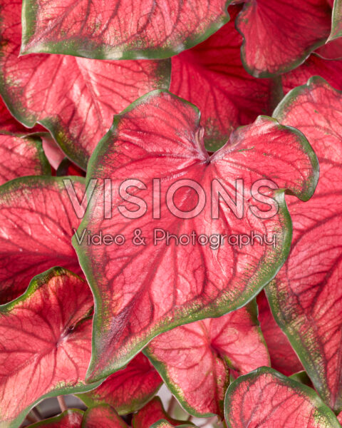 Caladium Red Glamour