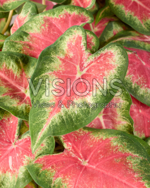 Caladium Rose Glow