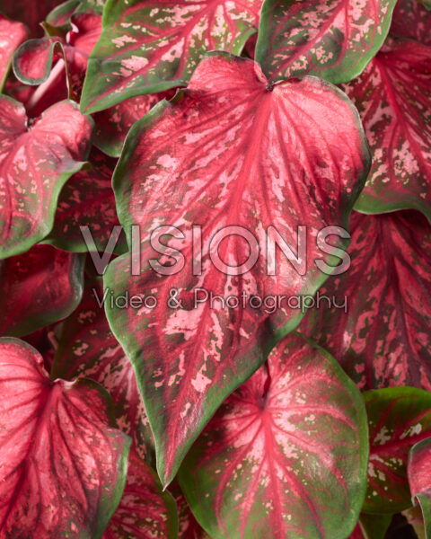 Caladium Scarlet Flame