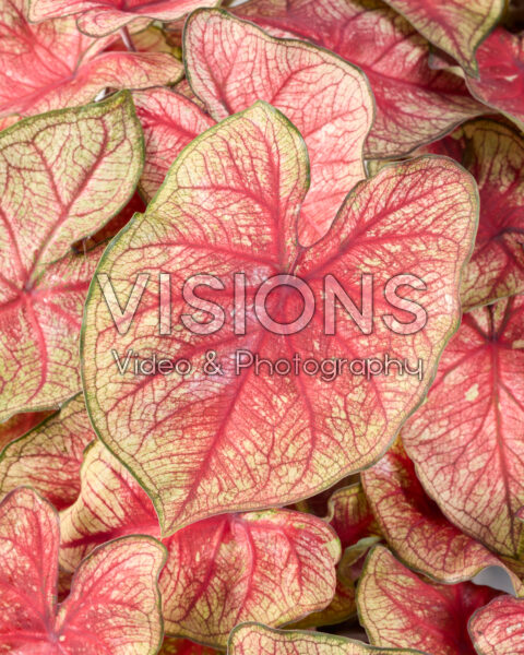 Caladium Southern Charm