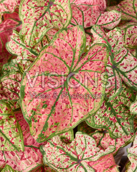 Caladium Splash of Wine