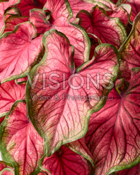 Caladium Sweetheart