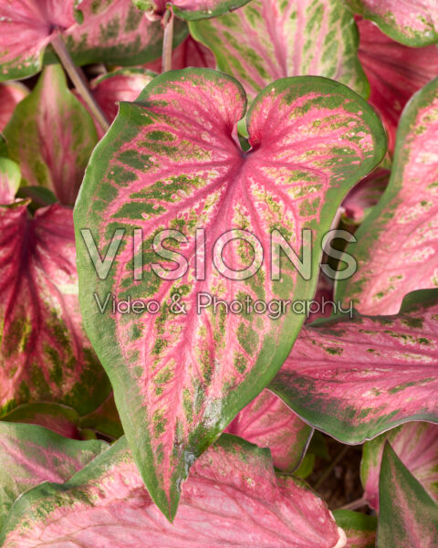 Caladium Va Va Violet