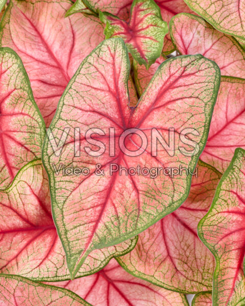 Caladium White Queen