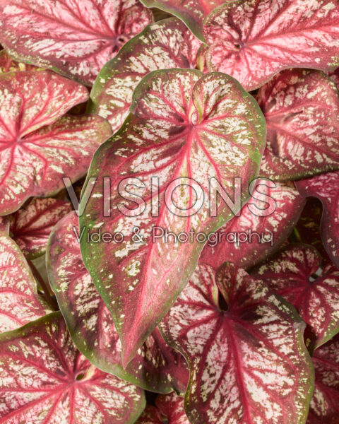 Caladium Xplosion