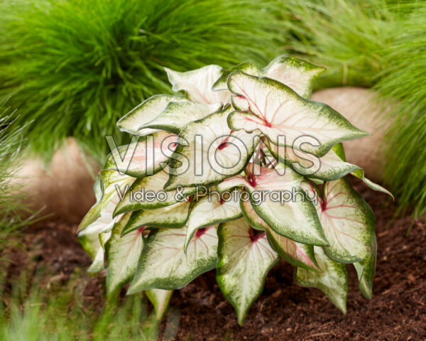 Caladium White Wonder