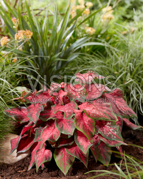 Caladium Scarlet Flame