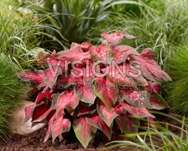 Caladium Scarlet Flame