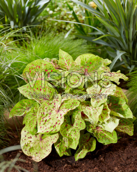 Caladium Miss Muffet