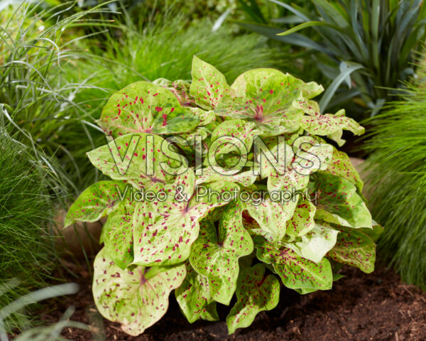 Caladium Miss Muffet