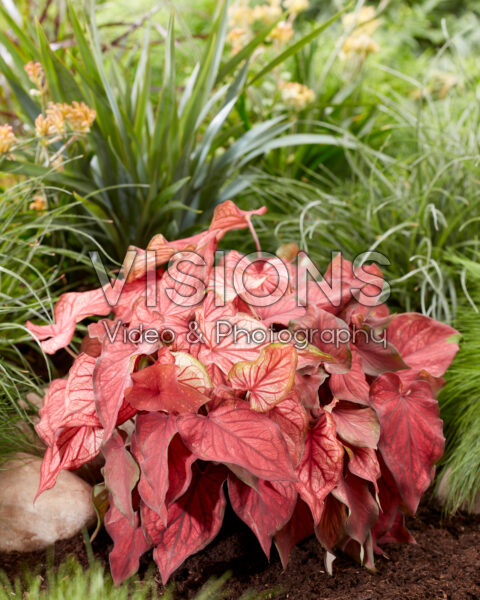 Caladium Desert Sunset