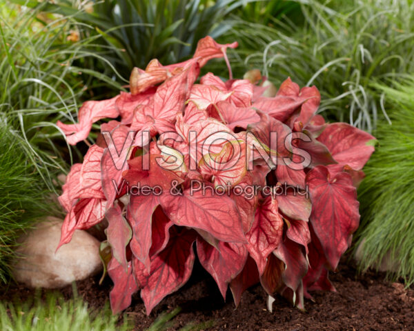 Caladium Desert Sunset