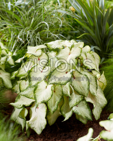 Caladium White Delight