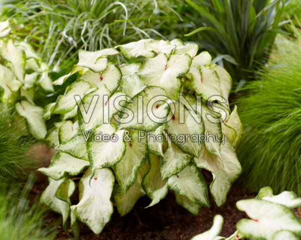 Caladium White Delight