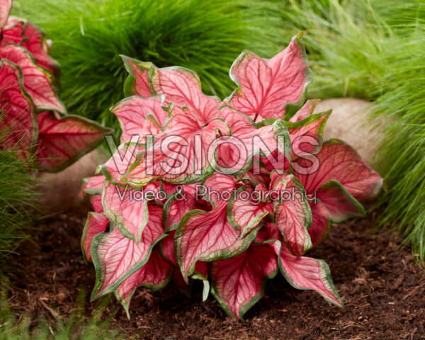 Caladium Puppy Love