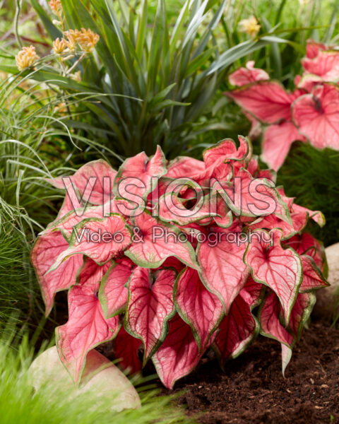 Caladium Sweetheart