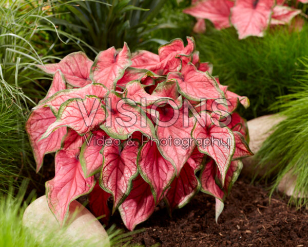 Caladium Sweetheart