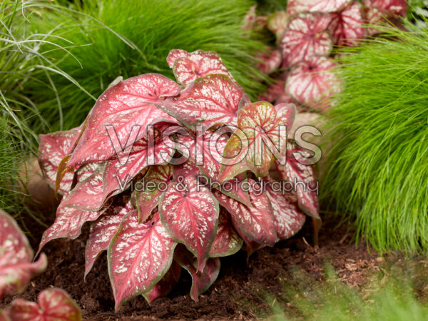 Caladium Xplosion