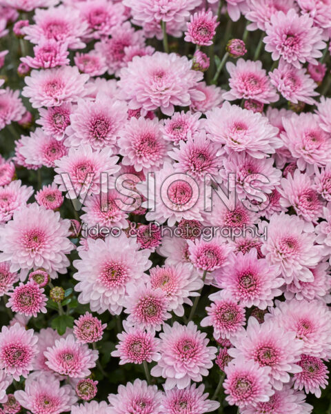 Chrysanthemum Branpetit Light Pink