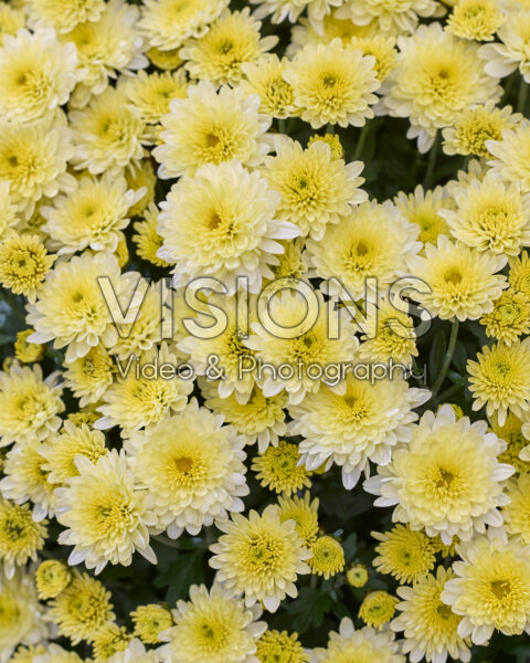 Chrysanthemum Branpetit Lemon