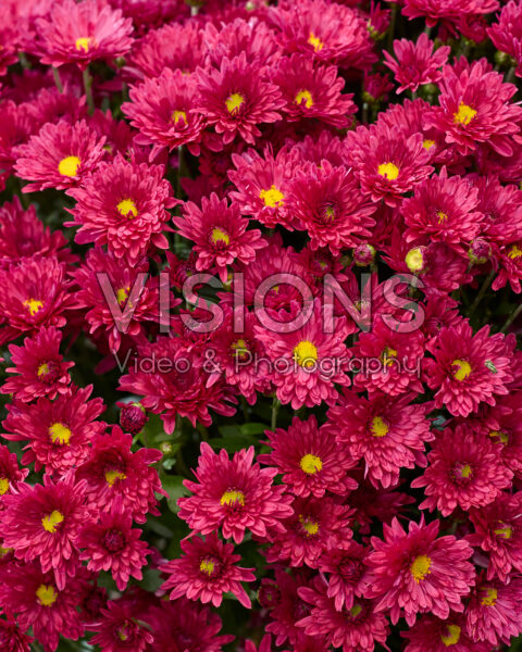 Chrysanthemum Branpetit Purple