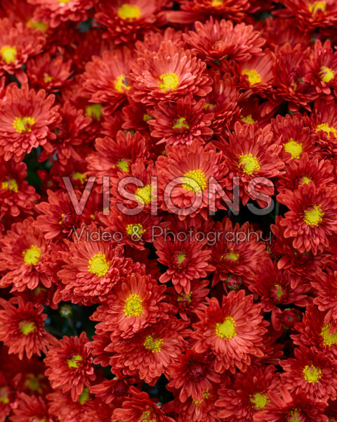 Chrysanthemum Branpetit Brown