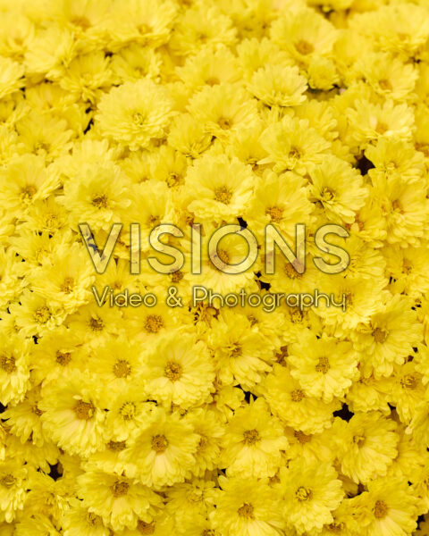 Chrysanthemum Branpetit Yellow 1