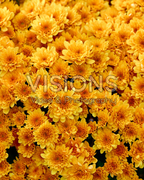 Chrysanthemum Branpetit Orange