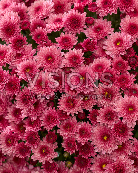 Chrysanthemum Branpetit Bordeaux Pink