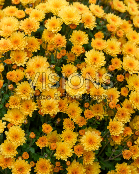 Chrysanthemum Branpetit Gold