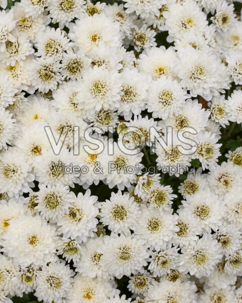 Chrysanthemum Branpetit White