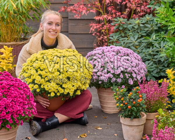 Dame met bolchrysanten, Chrysanthemum Branpetit Dame met bolchrysanten, Chrysanthemum Branpetit