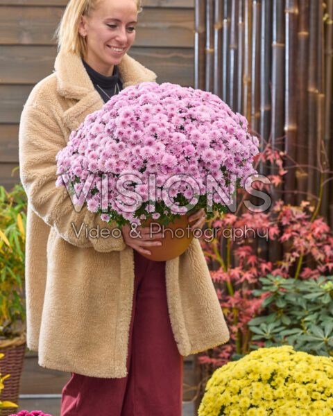 Lady with garden mums, Chrysanthemum Branpetit Light Pink