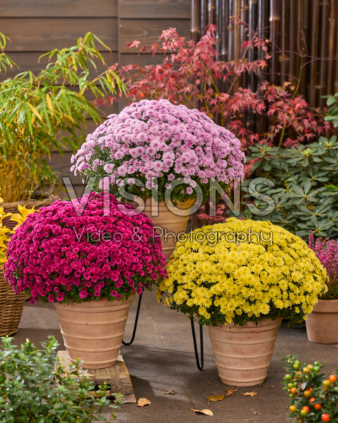 Chrysanthemum Branpetit combination