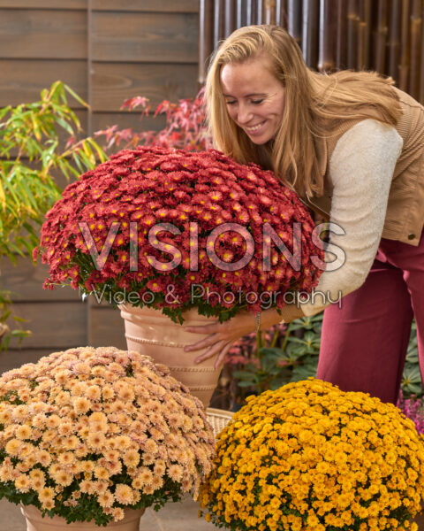 Lady with garden mums, Chrysanthemum Branpetit