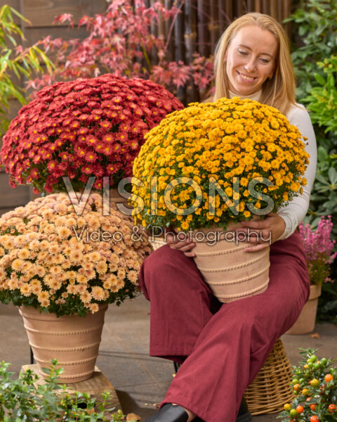 Lady with garden mums, Chrysanthemum Branpetit Lady with garden mums, Chrysanthemum Branpetit