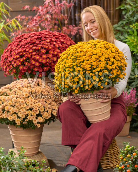 Dame met bolchrysanten, Chrysanthemum Branpetit