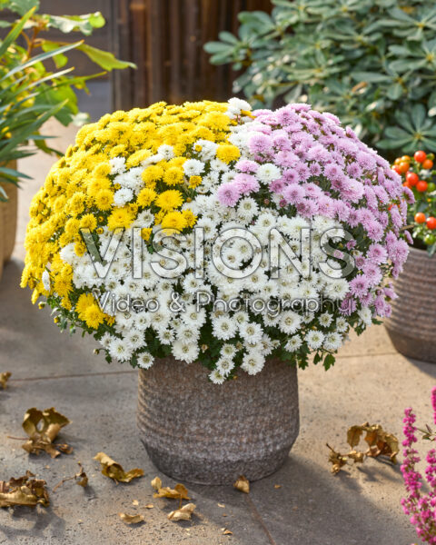 Chrysanthemum Branpetit Tricolor