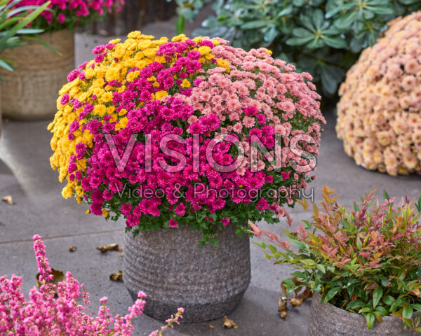 Chrysanthemum Branpetit Tricolor Chrysanthemum Branpetit Tricolor