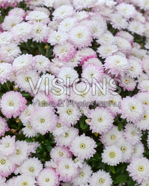 Chrysanthemum Bicolor Pink