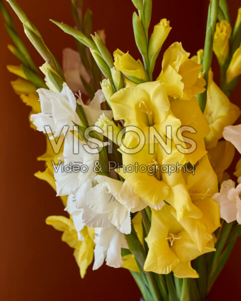 Gladdies® combination in vase