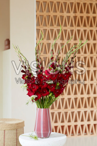 Gladdies® in vase, Gladiolus Tom