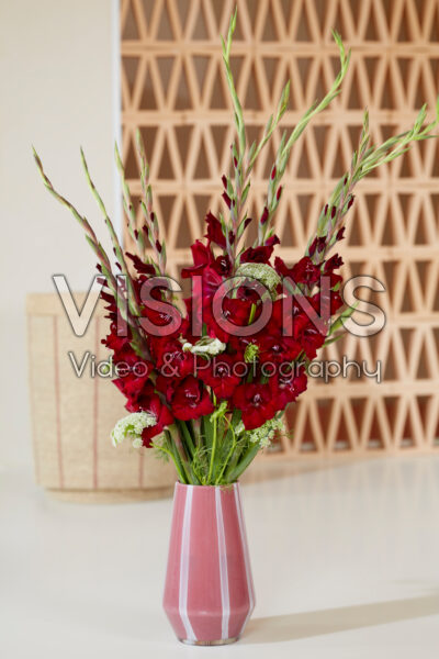 Gladdies® in vase, Gladiolus Tom