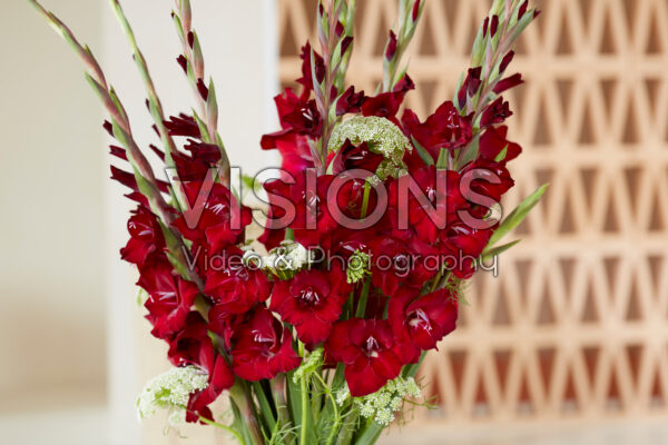 Gladdies® in vase, Gladiolus Tom