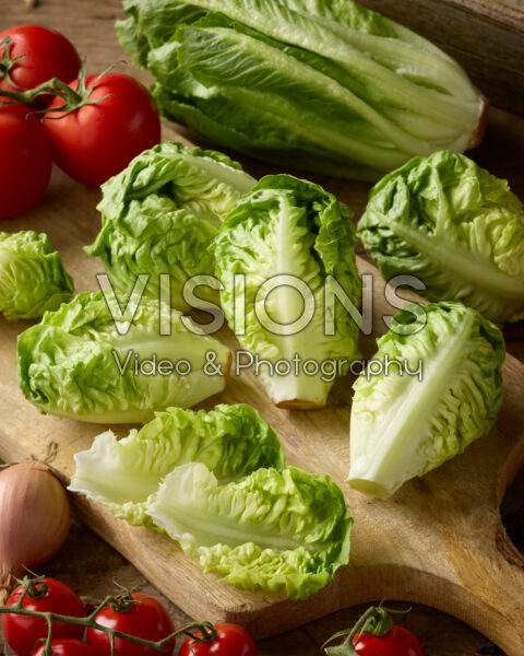 Romaine lettuce, Lactuca sativa Little Gem Romaine lettuce, Lactuca sativa Little Gem