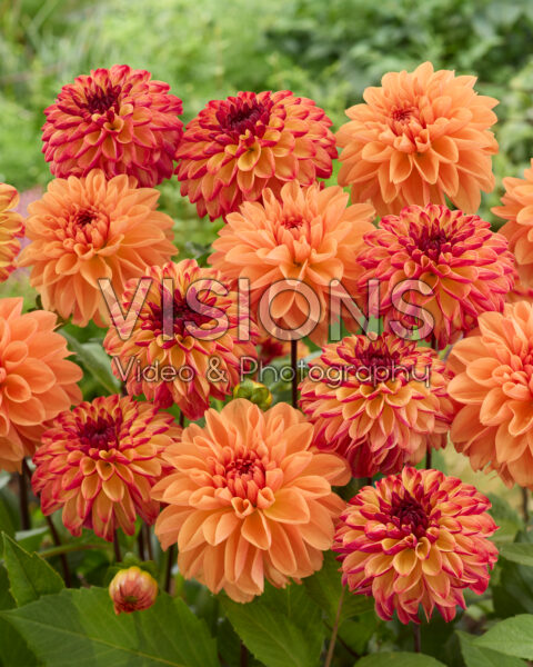 Dahlia Ding a Dong, Royal King Dahlia Ding a Dong, Royal King