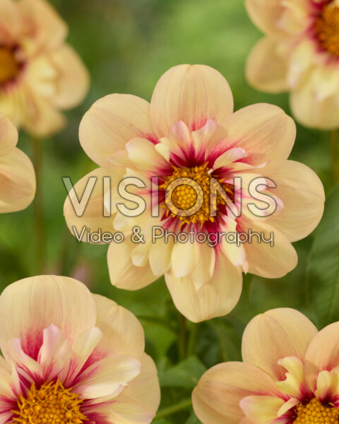 Dahlia Rhubarb and Custard Dahlia Rhubarb and Custard