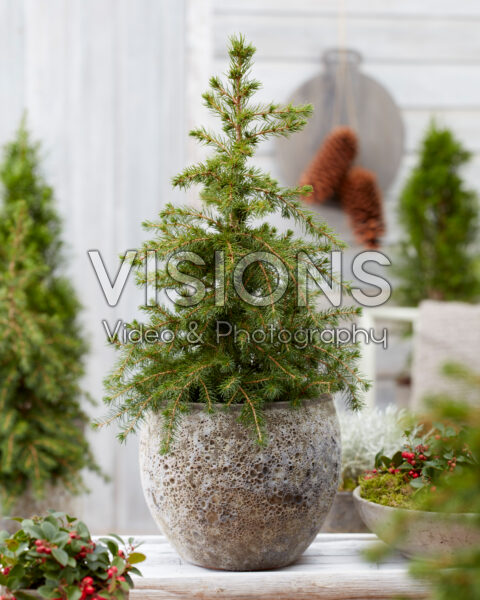 Picea Little Nordic Picea Little Nordic