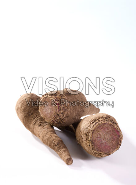 Rode biet crapaudine, Beta vulgaris Red Crapaudine Rode biet crapaudine, Beta vulgaris Red Crapaudine