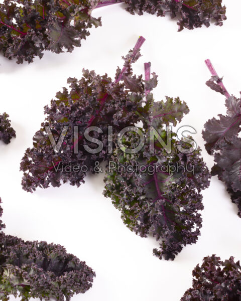 Purple kale, Brassica oleracea Purple kale, Brassica oleracea